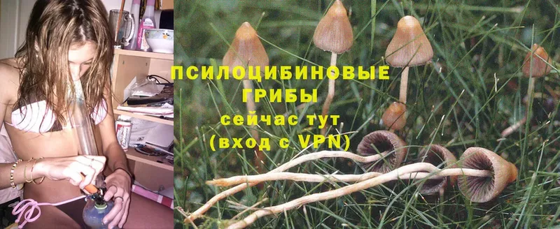 Псилоцибиновые грибы Magic Shrooms  ОМГ ОМГ ссылки  Каменногорск 